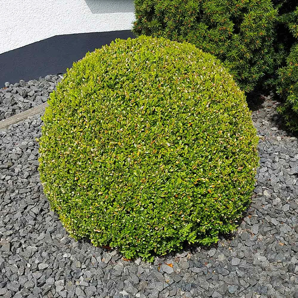 American Boxwood Shrub 8 American Boxwood Shrub - Image 6