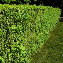 American Boxwood Shrub 10 American Boxwood Shrub -Brighter Blooms Sales American Boxwood 5 BB