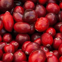 American Cranberry Bush 12 American Cranberry Bush -Brighter Blooms Sales American Cranberry 4 BB