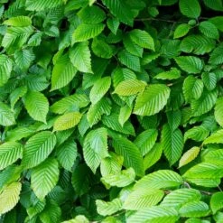 American Elm Tree -Brighter Blooms Sales American Elm Tree 4 BB