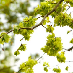 American Elm Tree -Brighter Blooms Sales American Elm Tree 8