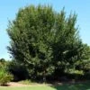 American Elm Tree -Brighter Blooms Sales American Elm Tree BB 600x600 dc37a0ed 89db 48f0 b52c be146a1ce82e