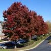 American Red Maple Tree -Brighter Blooms Sales American Red Maple BB 600x600 bf5cdf34 e2dc 4fdd 87a1 25f4995078ee