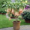 Peach Angel Trumpet Tree -Brighter Blooms Sales Angel Trumpet Vine 1 BB 600x600 7d981bb2 81b6 4572 97a6 f37c56d65a06