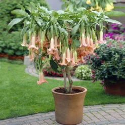 Peach Angel Trumpet Tree