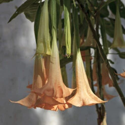 Peach Angel Trumpet Tree -Brighter Blooms Sales Angel Trumpet Vine 1 FGT