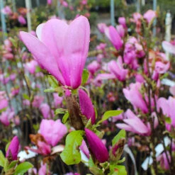 Ann Magnolia Tree -Brighter Blooms Sales Ann Saucer Magnola 6 BB