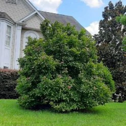 Ann Magnolia Tree -Brighter Blooms Sales Ann Saucer Magnola 7