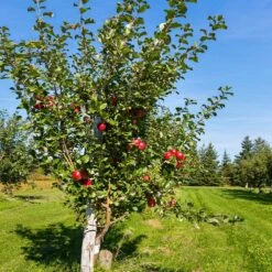 Orchard Kit 11 Orchard Kit -Brighter Blooms Sales Anna Apple 5 89d0c9a0 df48 4d36 8398 5c3ae49669ea