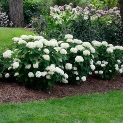 Annabelle Hydrangea Shrub -Brighter Blooms Sales Annabelle Hydrangea 2 BB