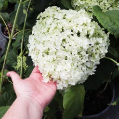 Annabelle Hydrangea Shrub -Brighter Blooms Sales Annabelle Hydrangea 3
