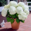 Annabelle Hydrangea Shrub -Brighter Blooms Sales Annabelle Hydrangea BB 600x600 e1f02878 9932 42e2 af4b 4bbd1e76c976