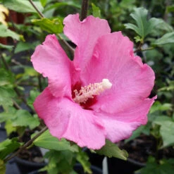 Aphrodite Rose Of Sharon Althea Shrub -Brighter Blooms Sales Aphrodite Rose of Sharon 1