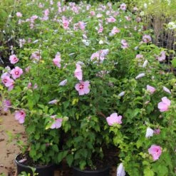 Aphrodite Rose Of Sharon Althea Shrub -Brighter Blooms Sales Aphrodite Rose of Sharon 5 BB