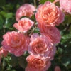 Apricot Drift® Rose -Brighter Blooms Sales Apricot Drift Rose 600x600 15ced373 bff1 4b44 8e4b b44385d5c116