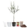 Olive Starter Kit -Brighter Blooms Sales Arbequina Olive Ki 600x600t