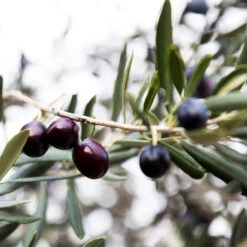 Arbequina Olive Tree -Brighter Blooms Sales Arbequina Olive 2 FGT