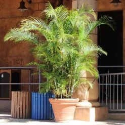 Areca Palm Tree -Brighter Blooms Sales Areca Palm 10 BB