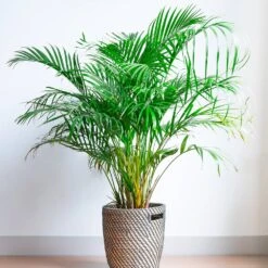 Areca Palm Tree -Brighter Blooms Sales Areca Palm 2 BB