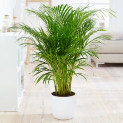 Boho House Plant Kit -Brighter Blooms Sales Areca Palm 4 FGT