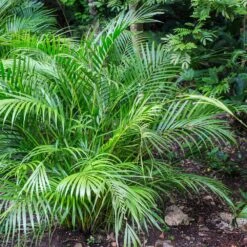 Areca Palm Tree -Brighter Blooms Sales Areca Palm 7 BB