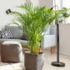 Areca Palm Tree -Brighter Blooms Sales Areca Palm BB 600x600 a4054546 2679 4270 ada4 ab7be57fb633