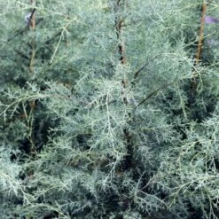 Drought-Tolerant Evergreen Tree -Brighter Blooms Sales Arizona Cypress 10