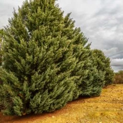 Drought-Tolerant Evergreen Tree -Brighter Blooms Sales Arizona Cypress 7