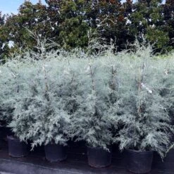 Drought-Tolerant Evergreen Tree -Brighter Blooms Sales Arizona Cypress 9