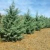 Drought-Tolerant Evergreen Tree 2 Drought-Tolerant Evergreen Tree -Brighter Blooms Sales Arizona Cypress BB 600x600 93bc7bde 3f35 436f 8619 e0ccf1c0fbdb