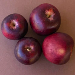 Arkansas Black Apple Tree -Brighter Blooms Sales Arkansas Black Apple 3