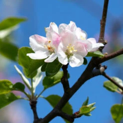 Arkansas Black Apple Tree -Brighter Blooms Sales Arkansas Black Apple 4