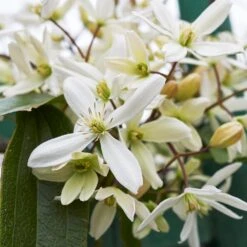 Armandii Clematis Vine -Brighter Blooms Sales Armondii Clematis 2 BB