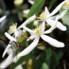 Armandii Clematis Vine
