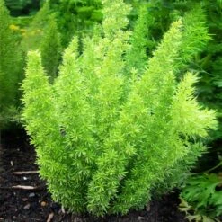 Myers Asparagus Fern Plant -Brighter Blooms Sales Asparagus Fern Foxtail 2