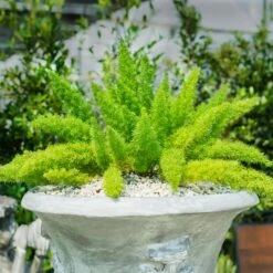 Myers Asparagus Fern Plant -Brighter Blooms Sales Asparagus Fern Foxtail 3