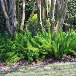 Myers Asparagus Fern Plant -Brighter Blooms Sales Asparagus Fern Foxtail 5 BB