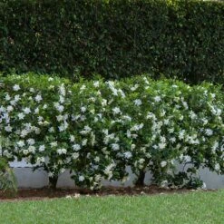 August Beauty Gardenia Shrub -Brighter Blooms Sales August Beauty Gardenia 1 BB