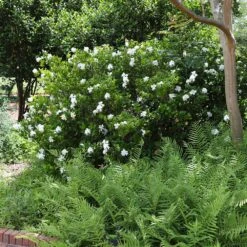 August Beauty Gardenia Shrub -Brighter Blooms Sales August Beauty Gardenia 4 FGT