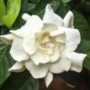 August Beauty Gardenia Shrub -Brighter Blooms Sales August Beauty Gardenia BB 600
