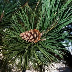 Austrian Pine Tree -Brighter Blooms Sales Austian Pine Tree 5 BB