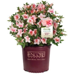 Autumn Belle® Encore® Azalea Shrub -Brighter Blooms Sales Autumn Belle Encore Azalea 1