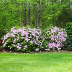 Autumn Belle® Encore® Azalea Shrub -Brighter Blooms Sales Autumn Belle Encore Azalea BB 5