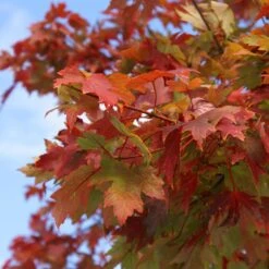 Autumn Blaze® Maple Tree -Brighter Blooms Sales Autumn Blaze Maple 1 FGT