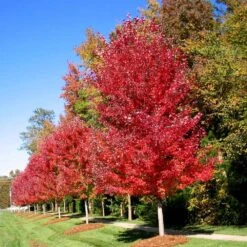 Autumn Blaze® Maple Tree -Brighter Blooms Sales Autumn Blaze Maple 3 BB
