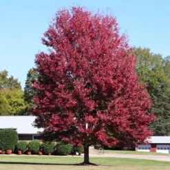 Autumn Blaze® Maple Tree -Brighter Blooms Sales Autumn Blaze Maple 4 BB