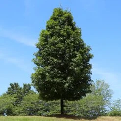 Autumn Blaze® Maple Tree -Brighter Blooms Sales Autumn Blaze Maple 5 BB