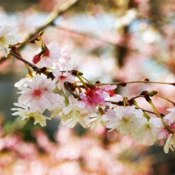 Autumn Cherry Tree 8 Autumn Cherry Tree -Brighter Blooms Sales Autumn Cherry 2 bb