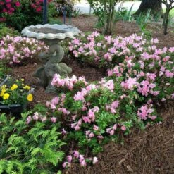 Autumn Debutante® Encore® Azalea Shrub 11 Autumn Debutante® Encore® Azalea Shrub -Brighter Blooms Sales Autumn Debutante Encore 1