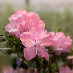 Autumn Debutante® Encore® Azalea Shrub 10 Autumn Debutante® Encore® Azalea Shrub -Brighter Blooms Sales Autumn Debutante Encore 2